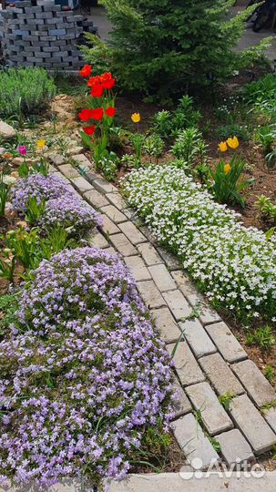 Почвопокровные растения