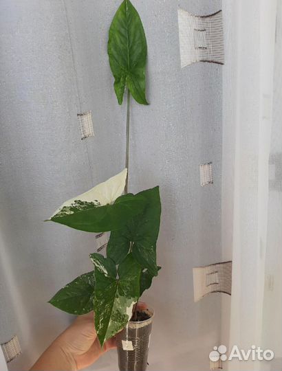 Сингориумы сортовые