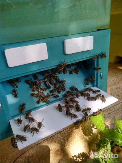 2023 год пчелопакеты