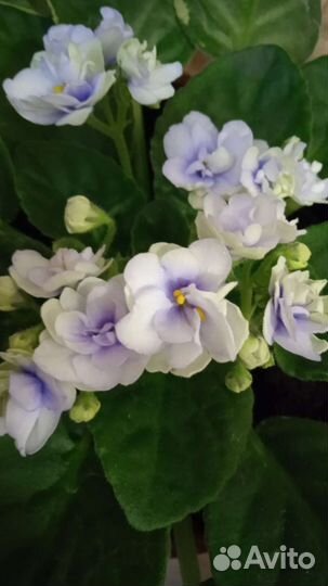 Фиалка сортовая Crimson lse, Балерина