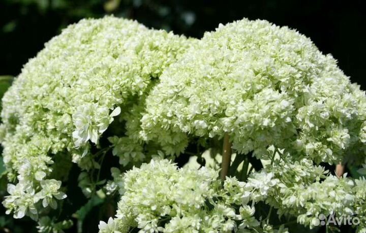 Гортензия старберст махровая