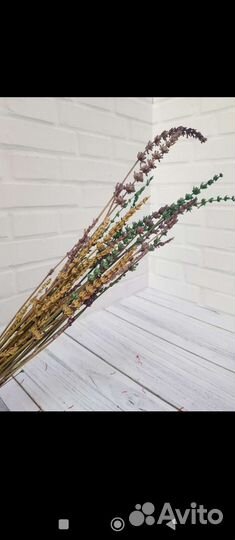 Лаванда стабилизированная