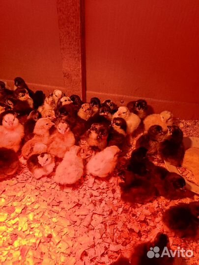 Яйцо для инкубации