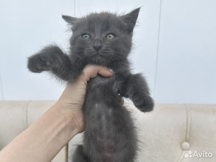 Котенок мальчик 2 месяца