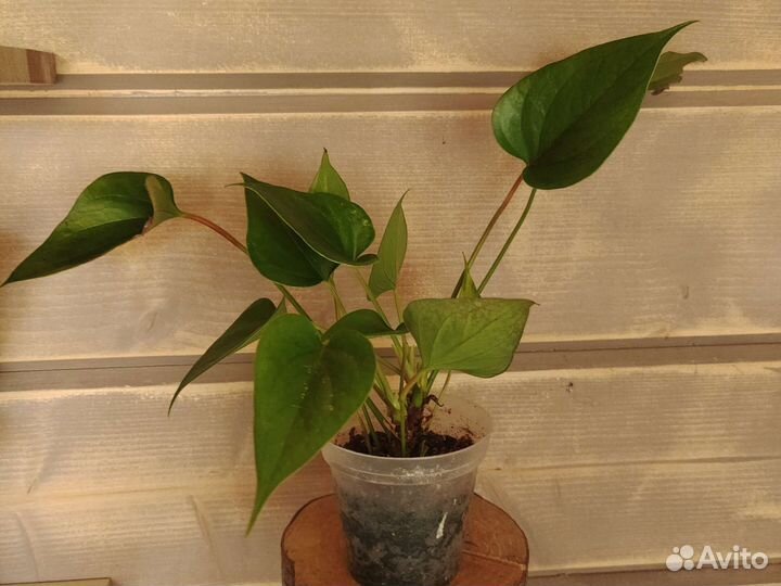 Излишки растений