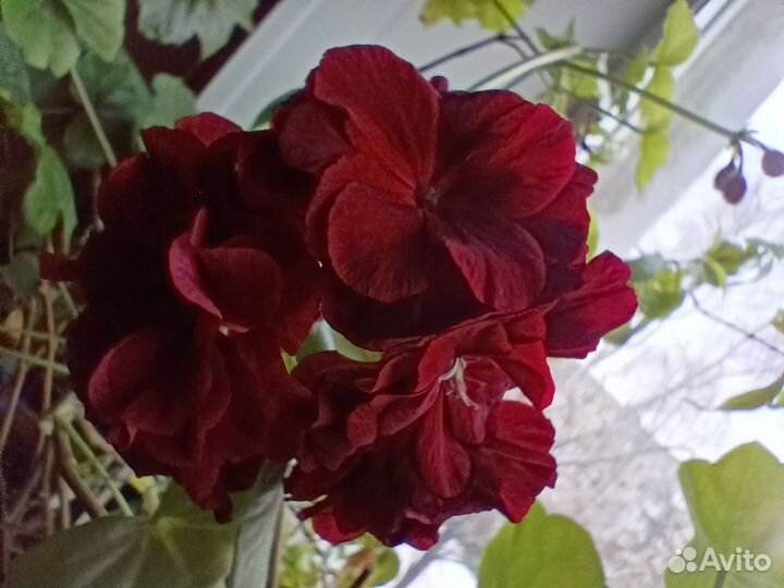 Пеларгония герань