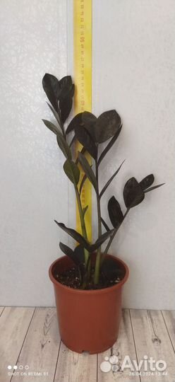 Муррая и др