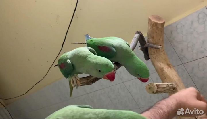 Попугай александрийский (птенцы)выкармыши и другии