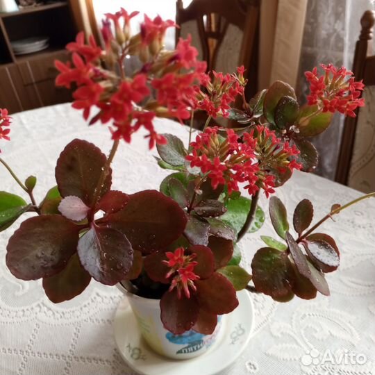 Каланхоэ цветущий