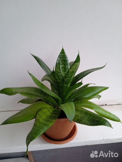 Сансевиерия ханни сортовая