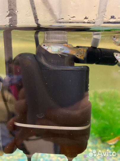 Рыбки гуппи