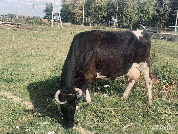 Продам коров