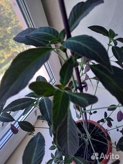 Комнатные цветы Руэллия