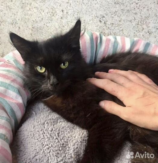 Ласковая красивая кошечка в добрые руки