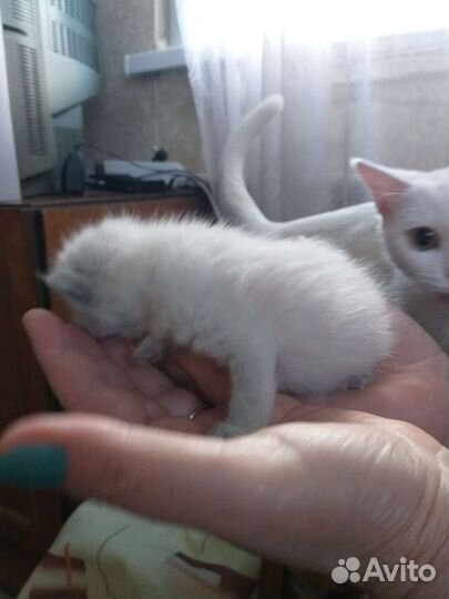 Котята в добрые руки бесплатно