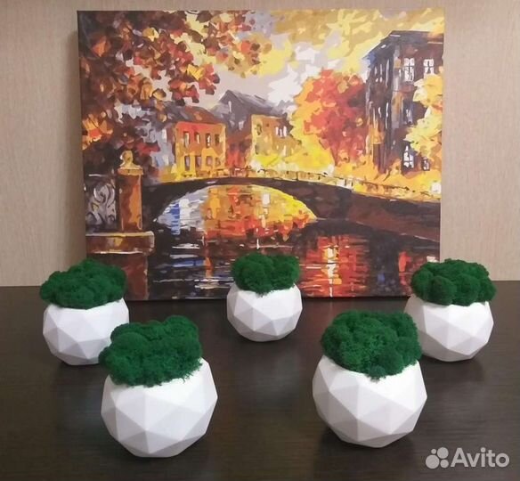 Мох живой в кашпо 5 шт