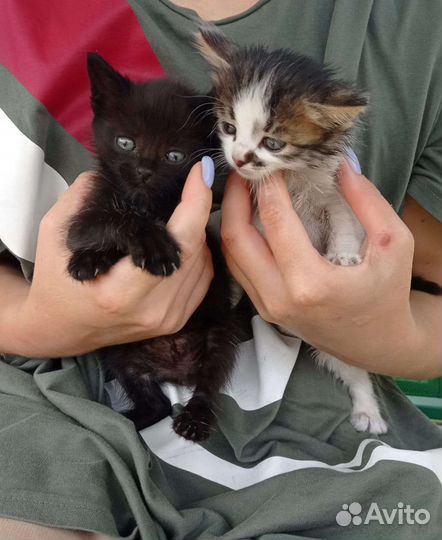 Котята в добрые руки