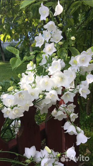 Колокольчики садовые