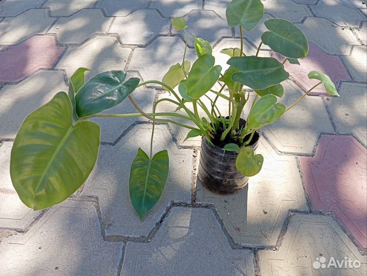 Филодендрон