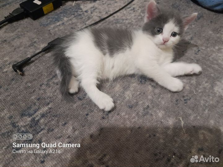 Отдам котят