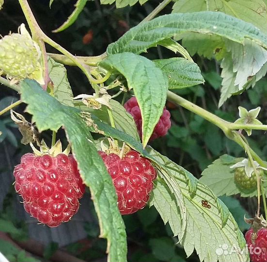 Саженцы малины, крыжовника, смородины и др