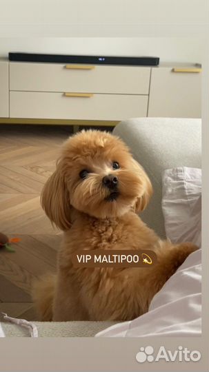 Мальтипу Беби Фейс мини