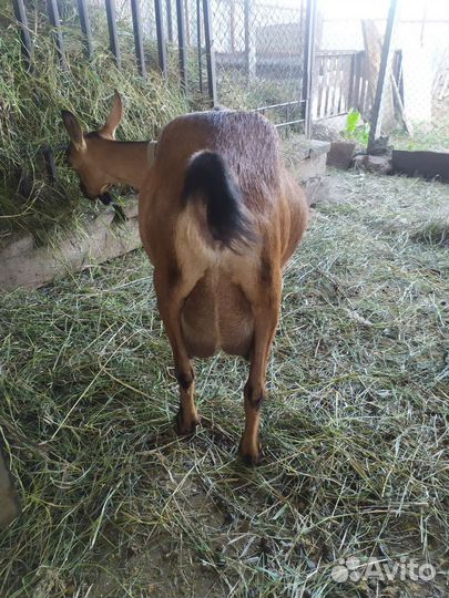 Альпийские козы