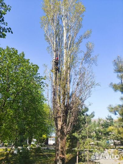 Спил деревьев