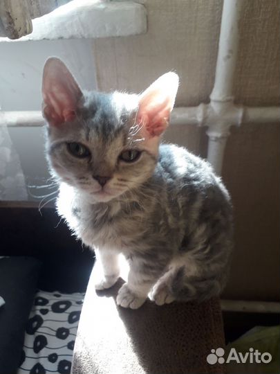 Продам котёнка плюшевый кудрявый