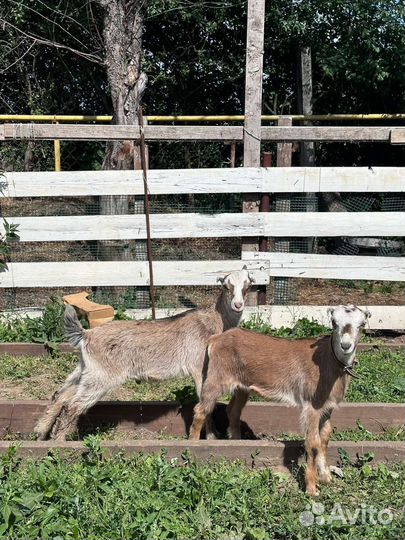 Коза нубийская