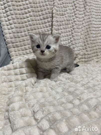 Шотландские котята