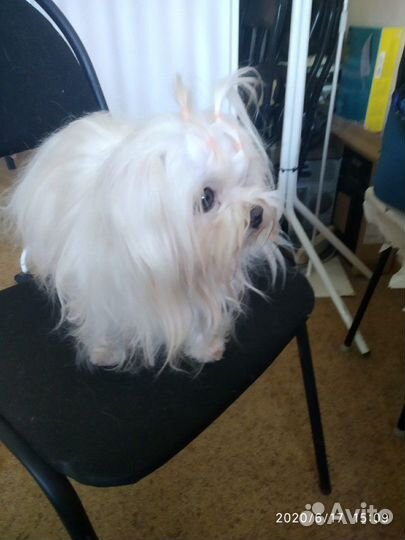 Женихи мини мальтезе