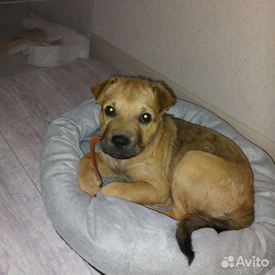 Маленькая собака в добрые руки