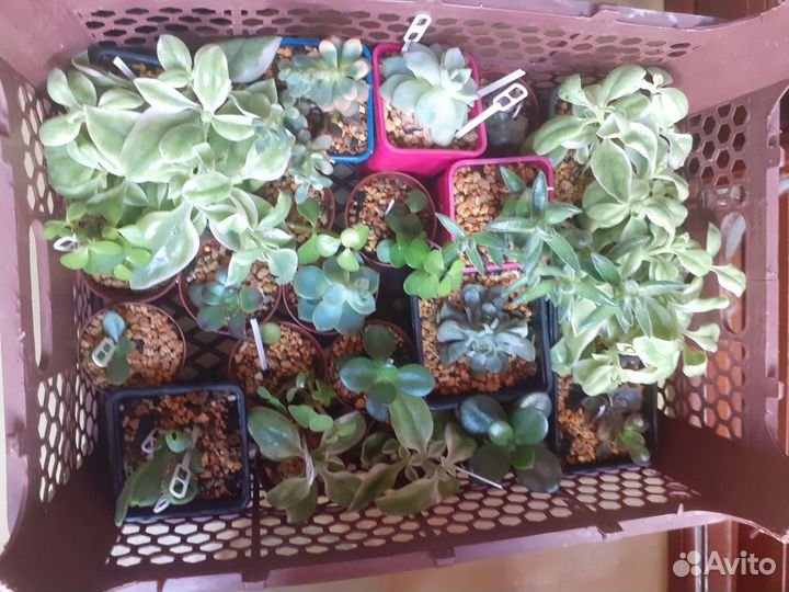 Суккуленты излишки