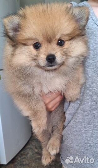 Померанский шпиц