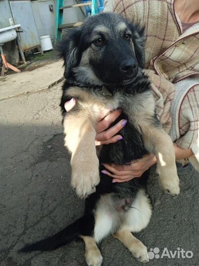 Собака в добрые руки отдам бесплатно
