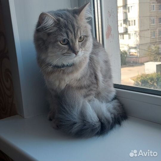 Шотландская кошечка