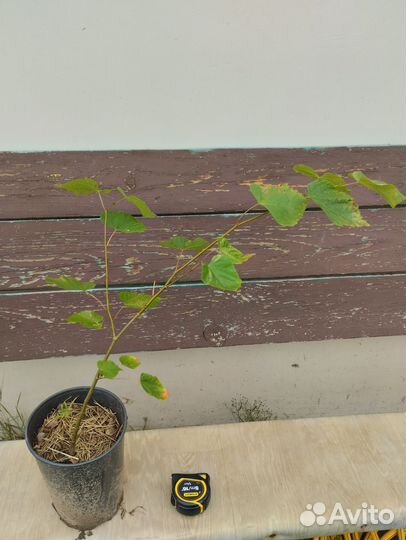 Саженец липы