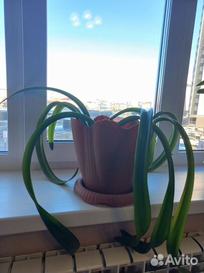 Гиппеаструм белый