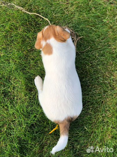 Джек Рассел терьер