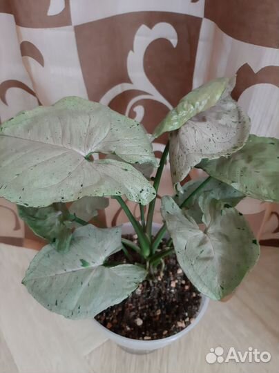 Сингониум Серый Призрак