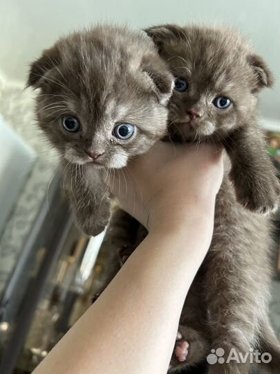 Шотландские котята