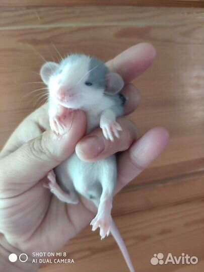 Крыски, крысята дамбо, миккимаусы