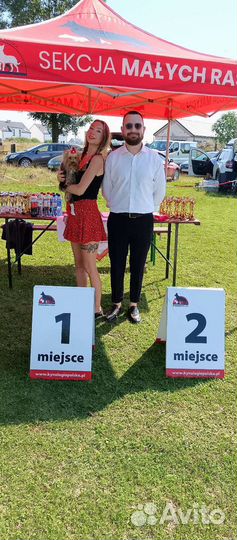 Воспитание и дрессировка собак uncle.vania