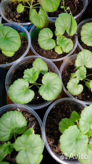 Чална Рассада овощей и цветов