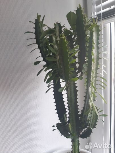 Кактус молочай