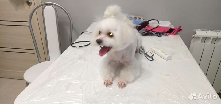 Стрижка собак и кошек. Выездной грумер