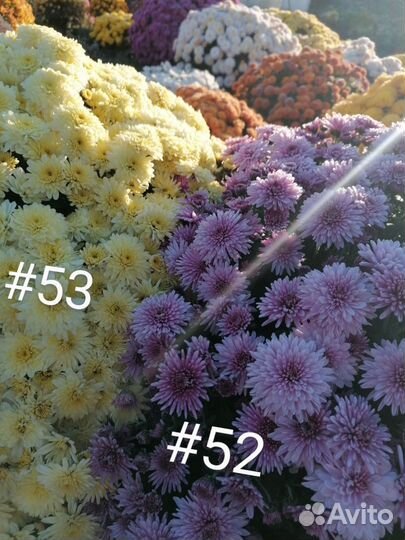 Хризантемы мультифлора