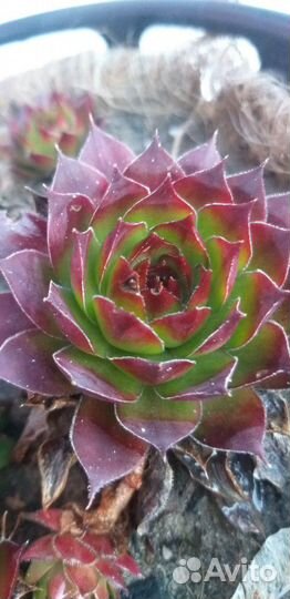 Суккуленты *каменная роза*