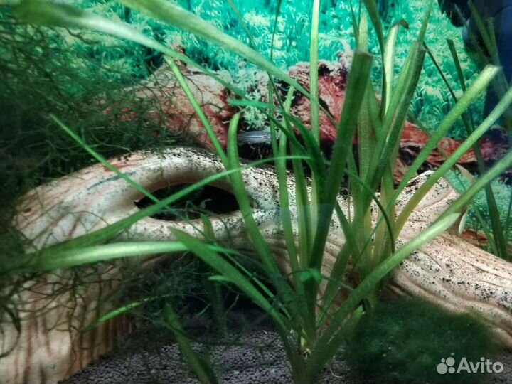 Аквариум + содержимое